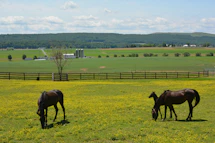 brown horse eating grass on green grass field during daytime