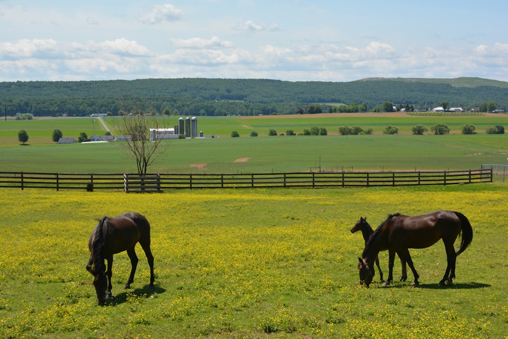 昼間、緑の芝生で草を食べる茶色の馬