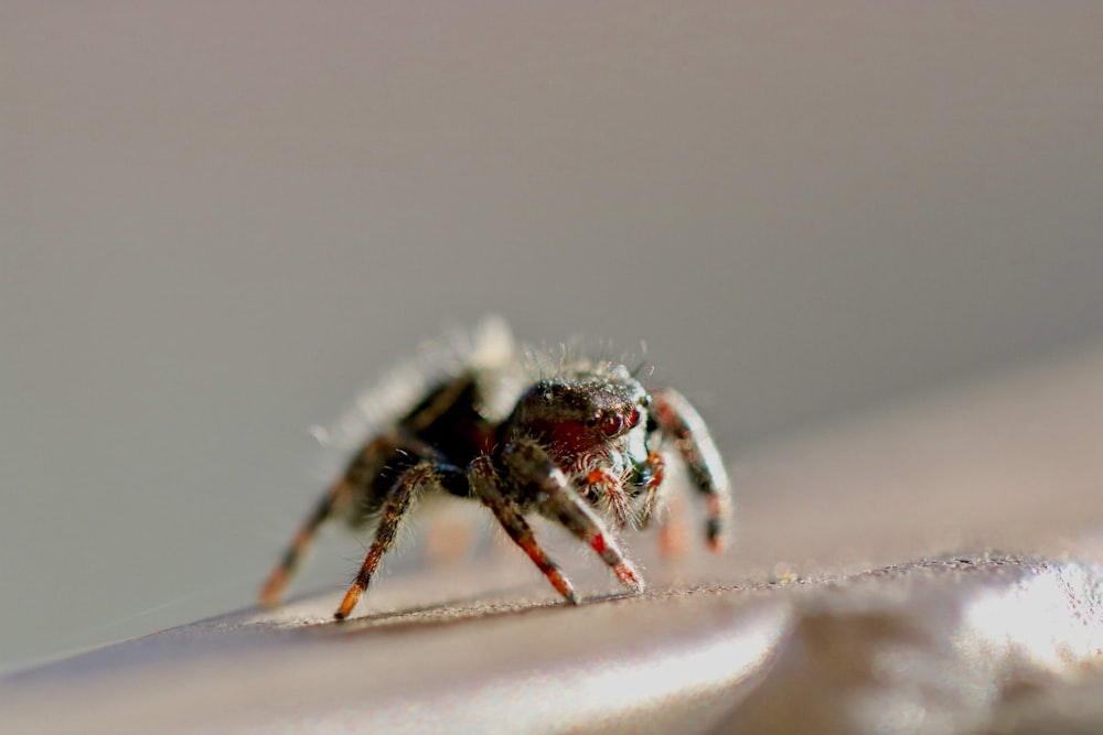 brown and black spider on white surface