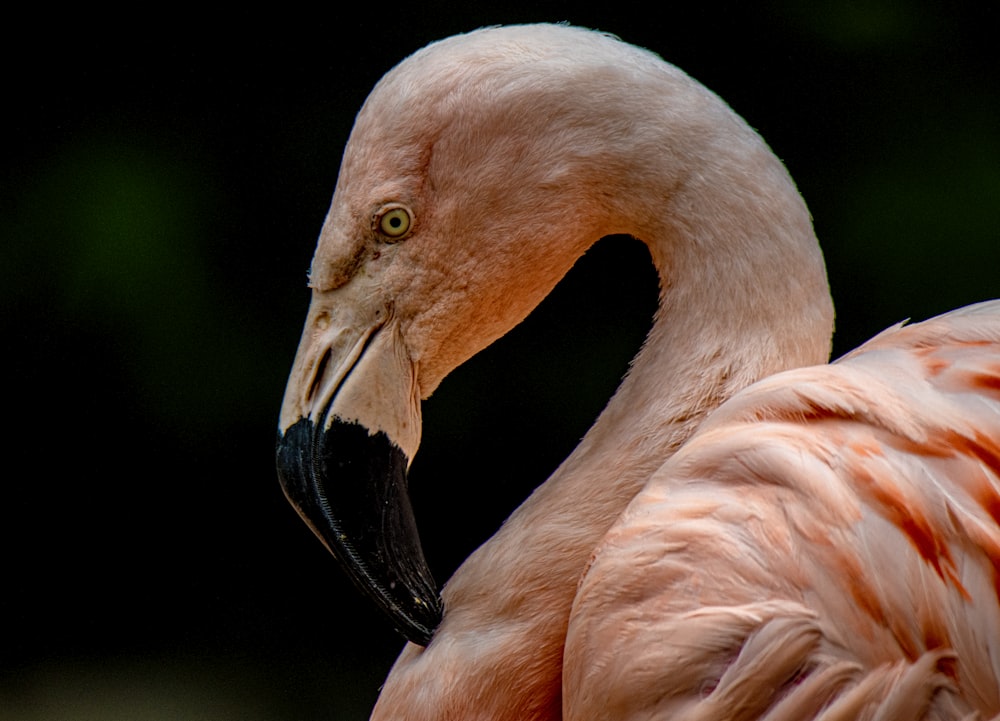 pink flamingo in close up photography