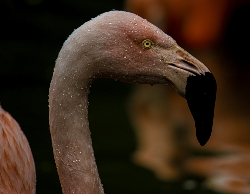 pink flamingo in tilt shift lens