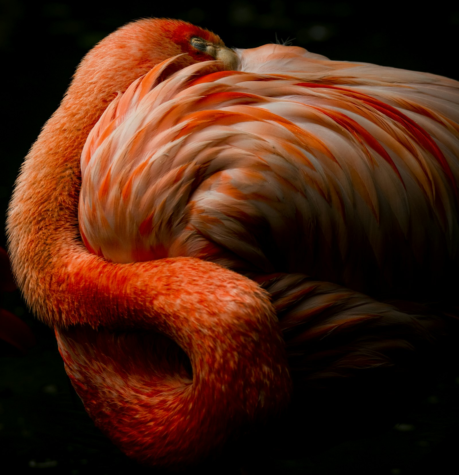 Tamron SP 150-600mm F5-6.3 Di VC USD G2 sample photo. Pink flamingo in close photography