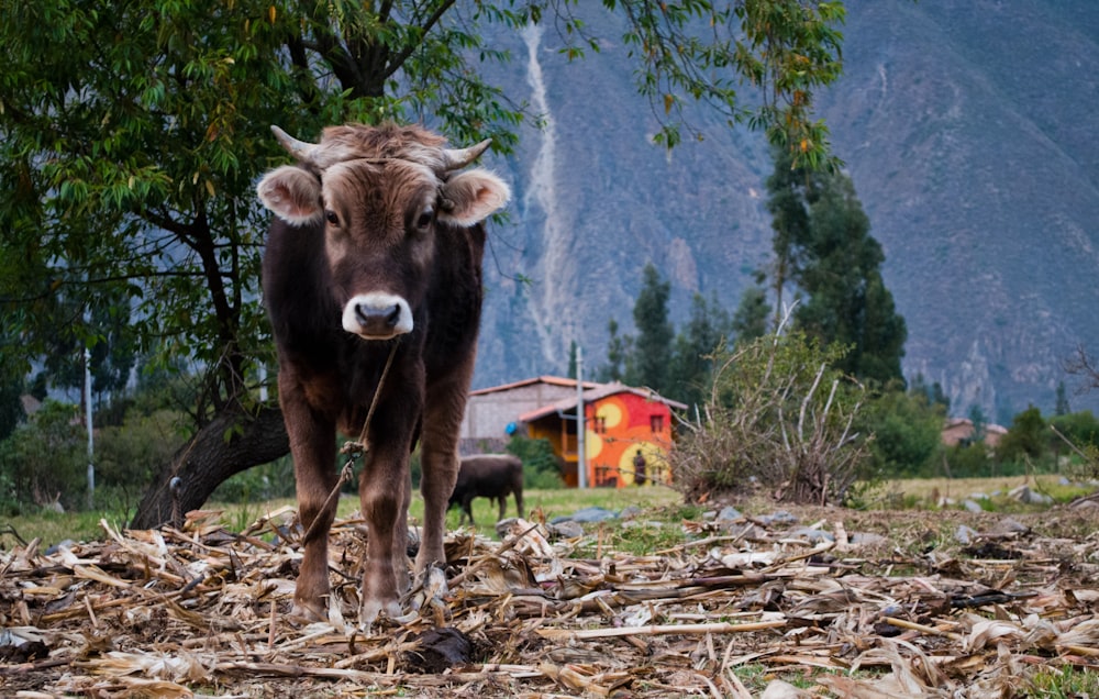 black cow on brown soil