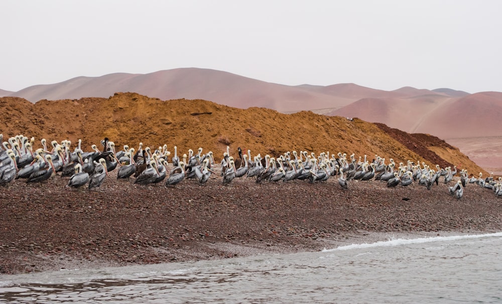 flock of penguins on brown sand during daytime