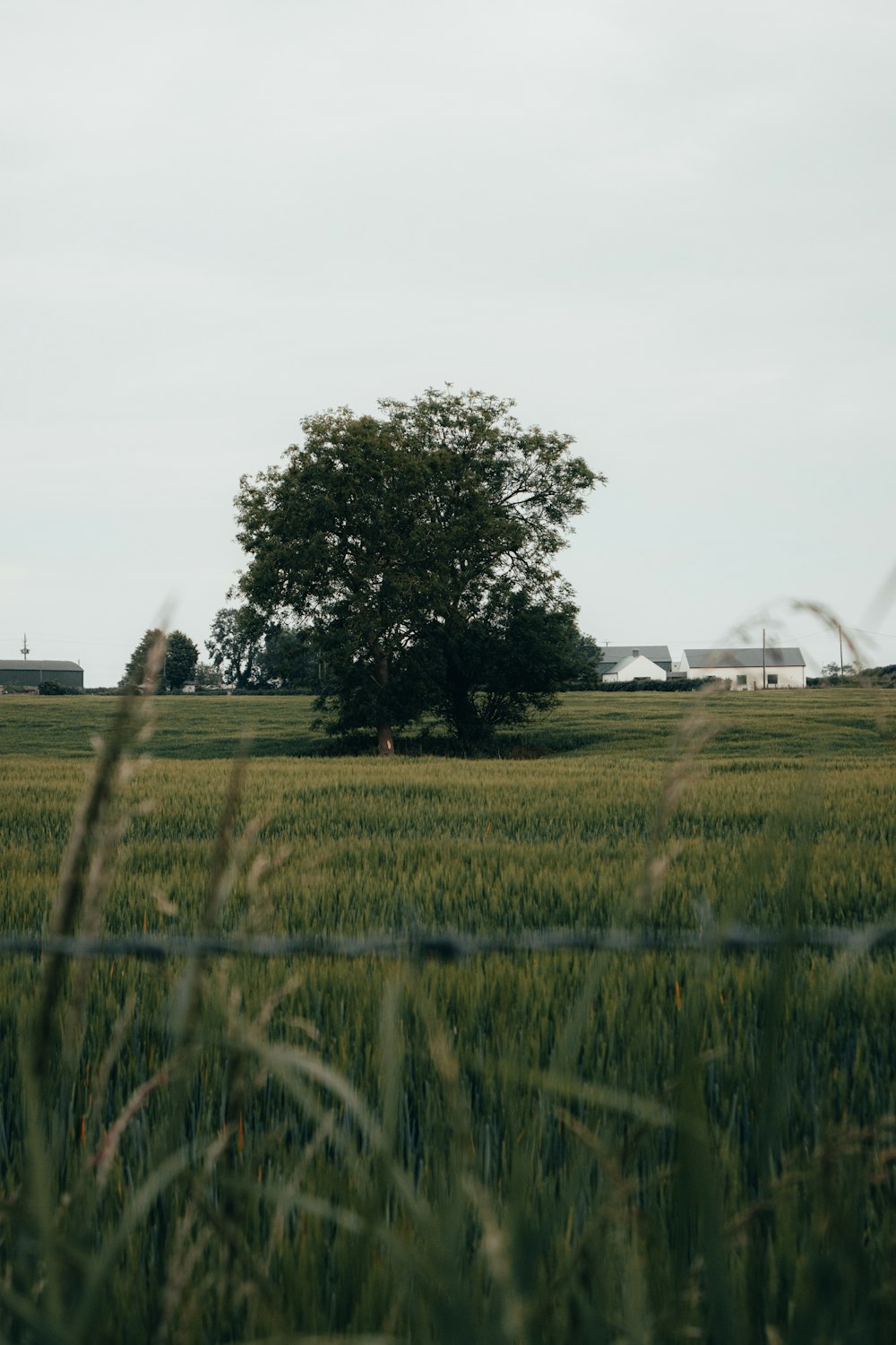 green grass field with trees and houses in distance