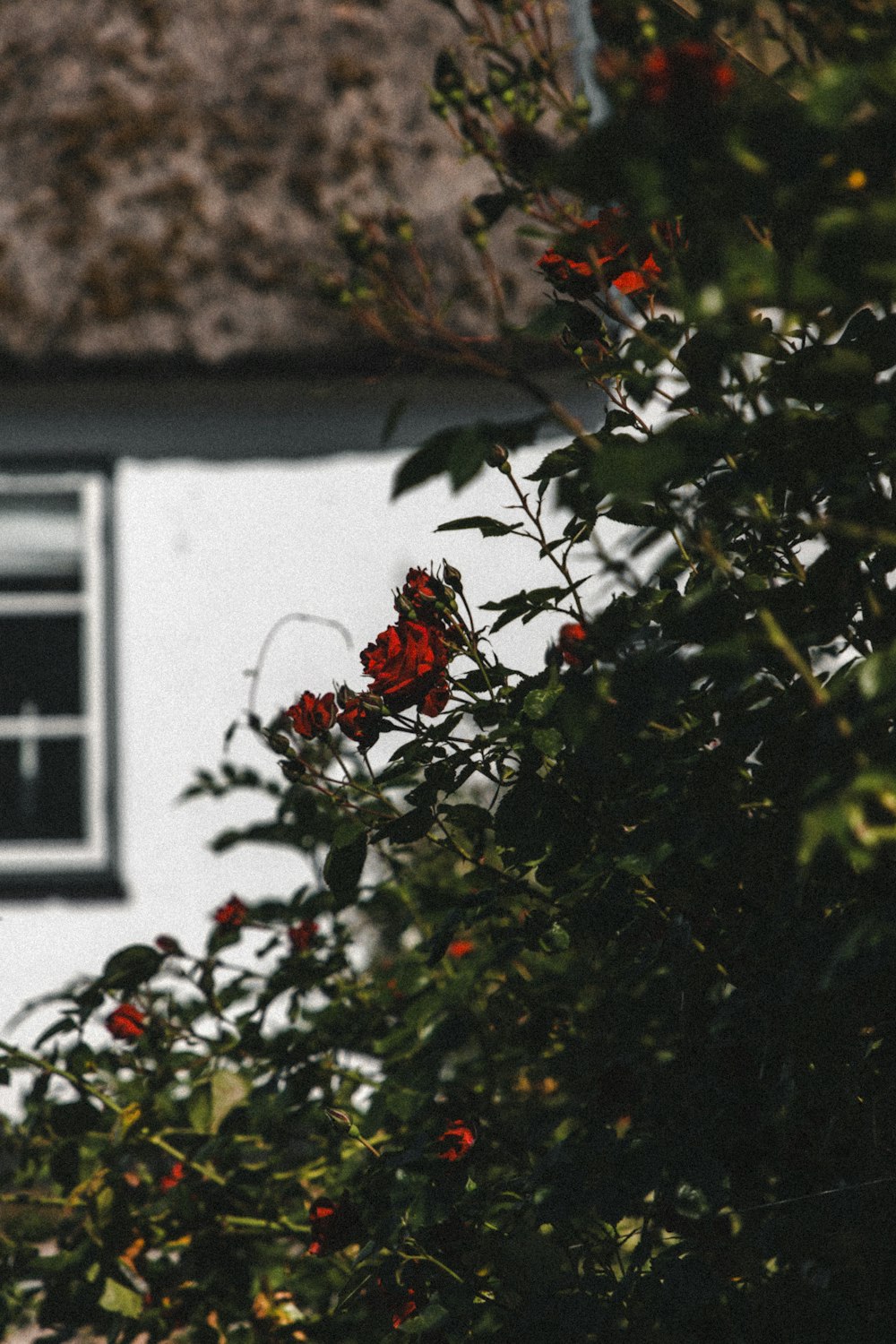 red flowers on green leaves