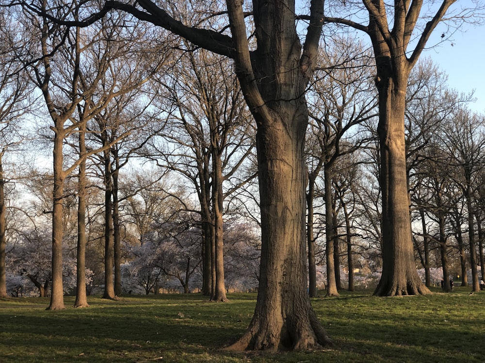 brown leafless trees on green grass field during daytime