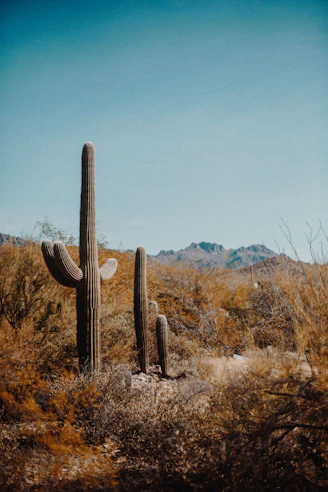 Kakteen in Tucson, Arizona, Blick in die Ferne