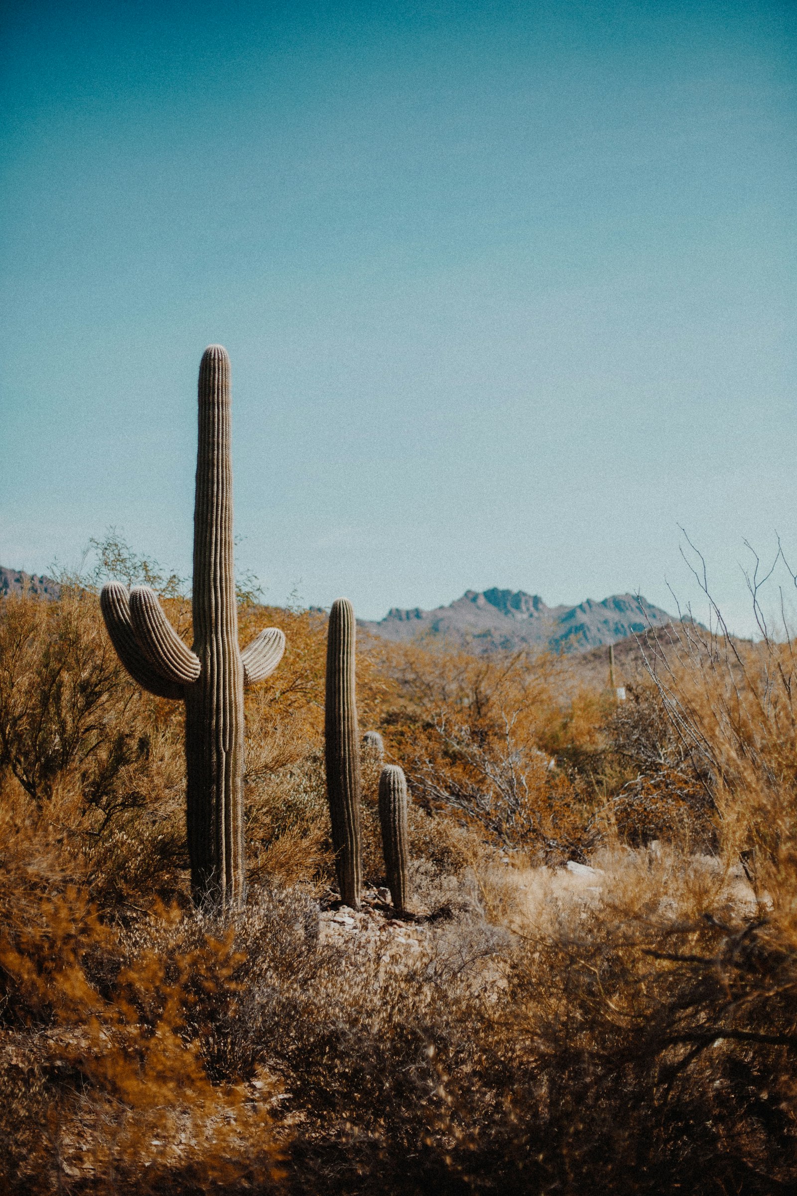Tucson, AZ