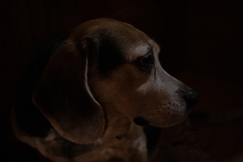 brown and white short coated dog