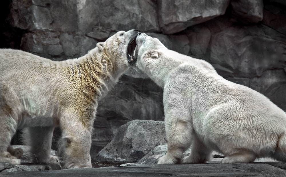 polar bear on gray rock