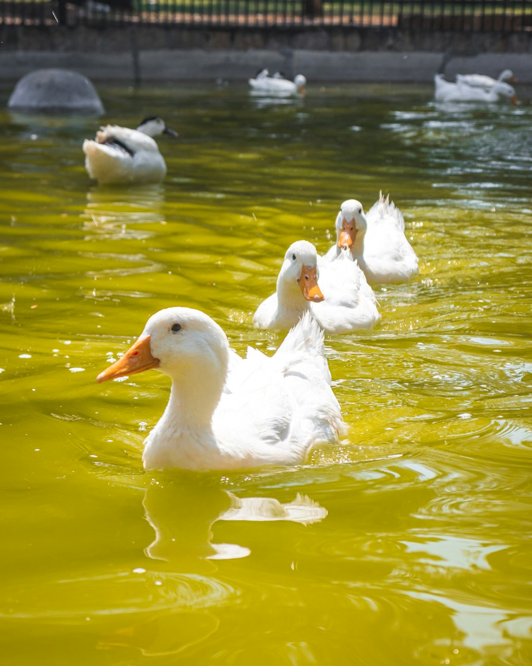 white swan on water during daytime