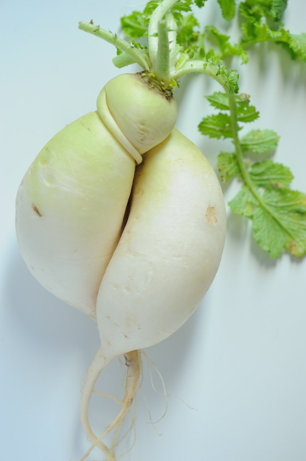 white garlic on white surface
