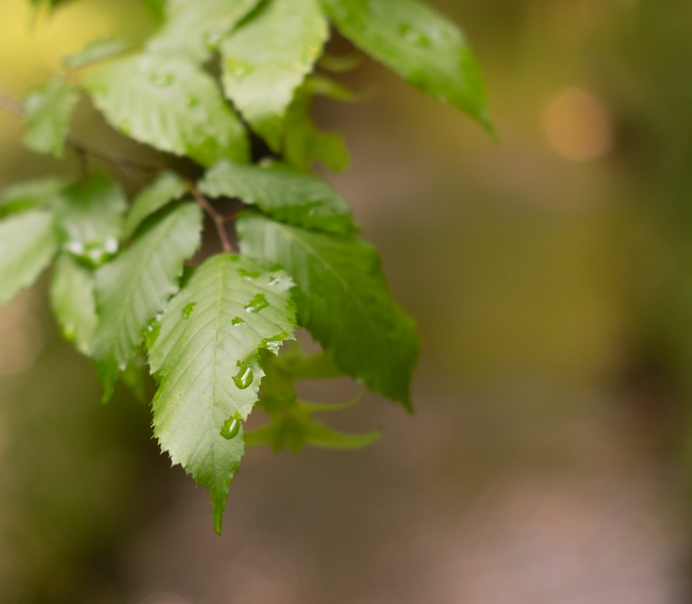 green leaf in macro shot