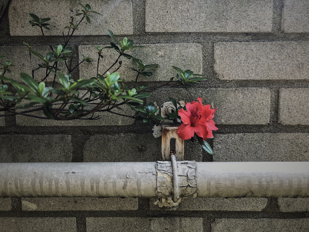 red flower on brown wooden stick