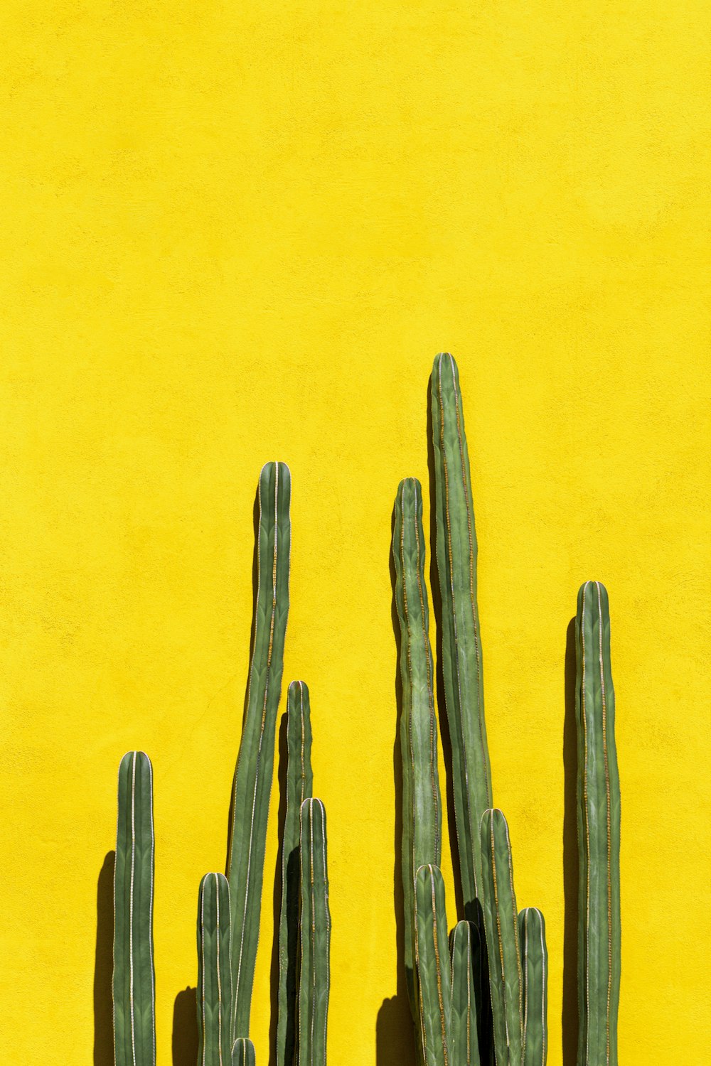 brown cactus plant on orange background