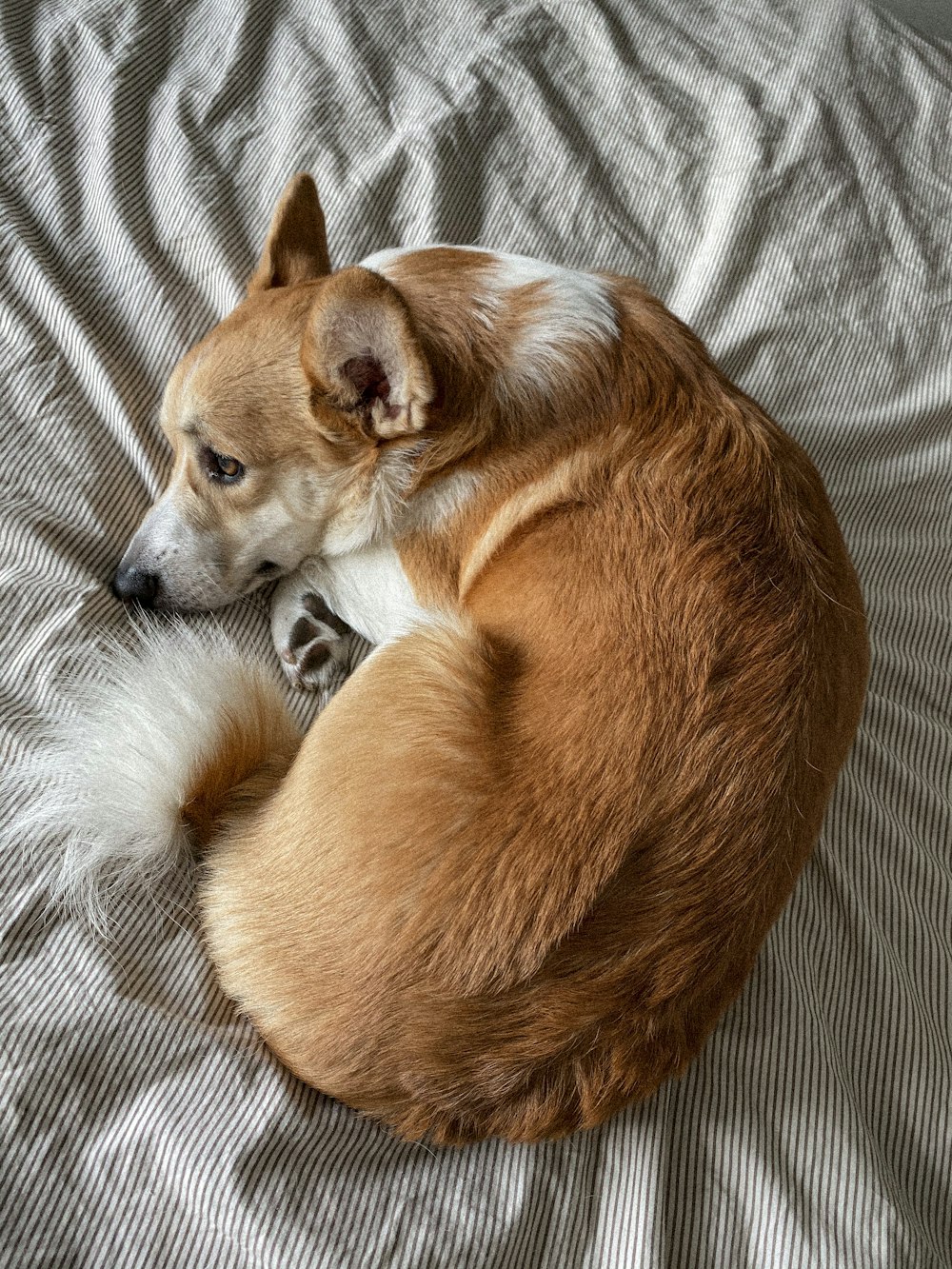 brown and white short coated dog lying on gray and white textile
