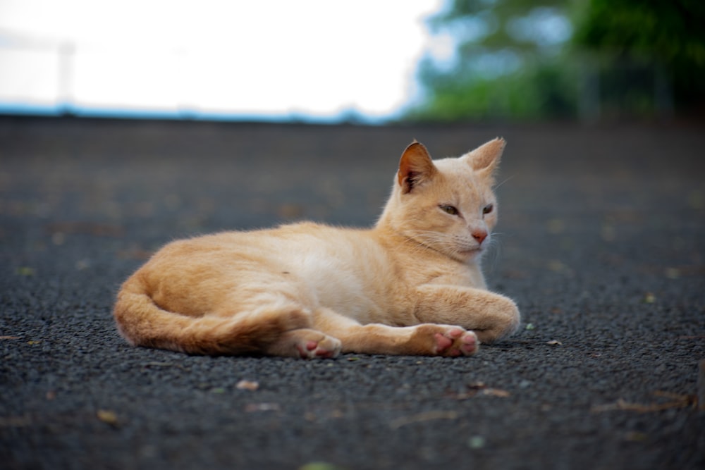 orange tabby cat lying on ground during daytime