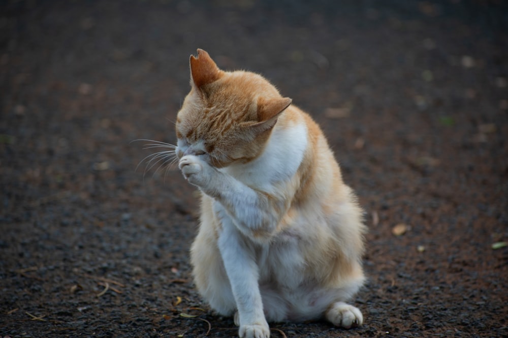 orange and white cat on brown soil