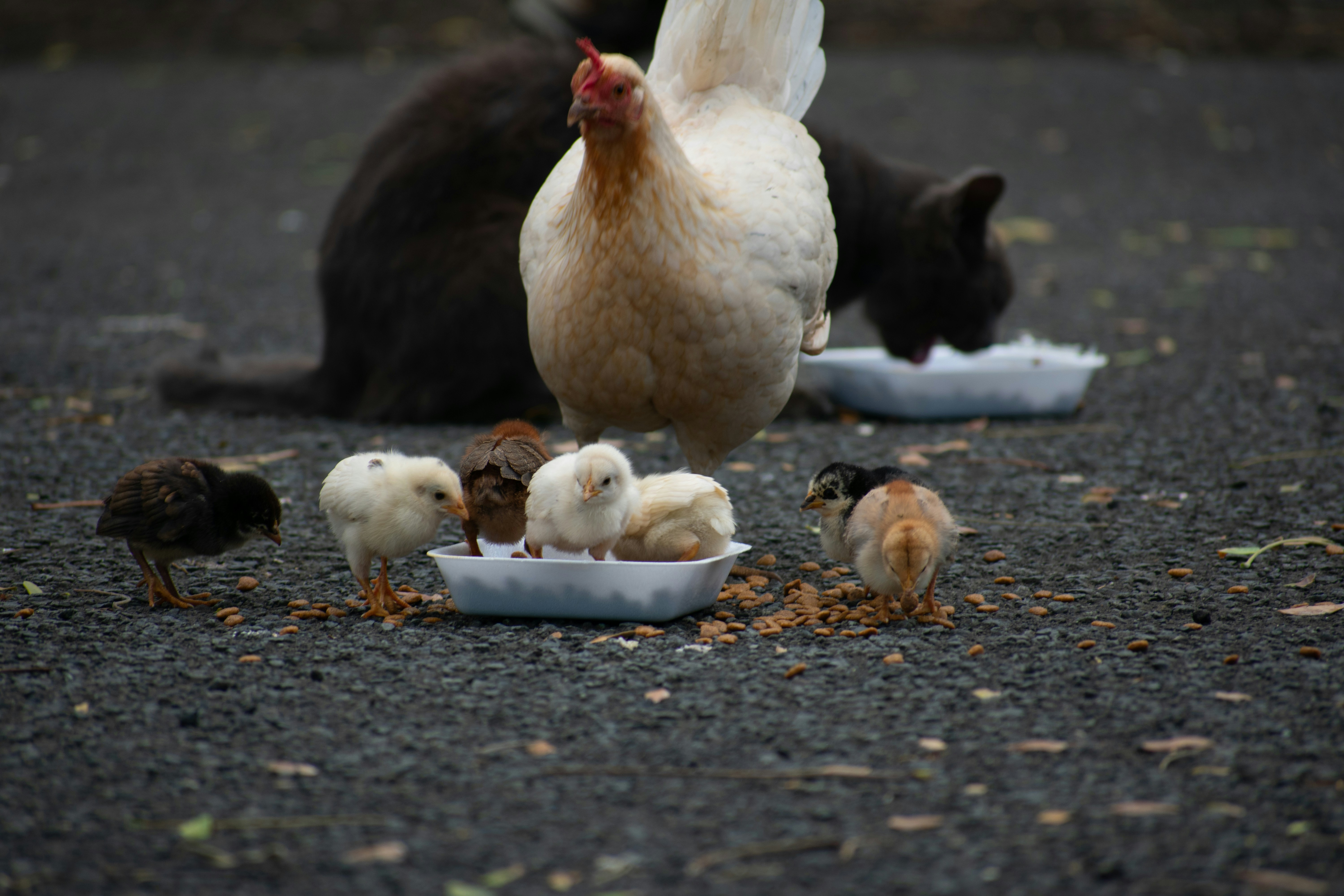 white chicken on gray concrete floor
