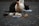 A group of chicks are gathered around a white plastic container filled with food. A large hen stands watchfully over them, while a dark-colored animal, possibly a cat, appears in the background near another container.
