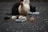 A group of chicks are gathered around a white plastic container filled with food. A large hen stands watchfully over them, while a dark-colored animal, possibly a cat, appears in the background near another container.