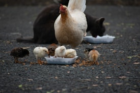 A group of chicks are gathered around a white plastic container filled with food. A large hen stands watchfully over them, while a dark-colored animal, possibly a cat, appears in the background near another container.