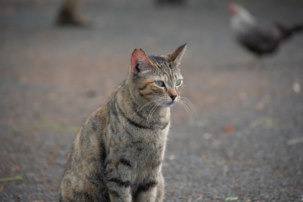 brown tabby cat on gray concrete floor