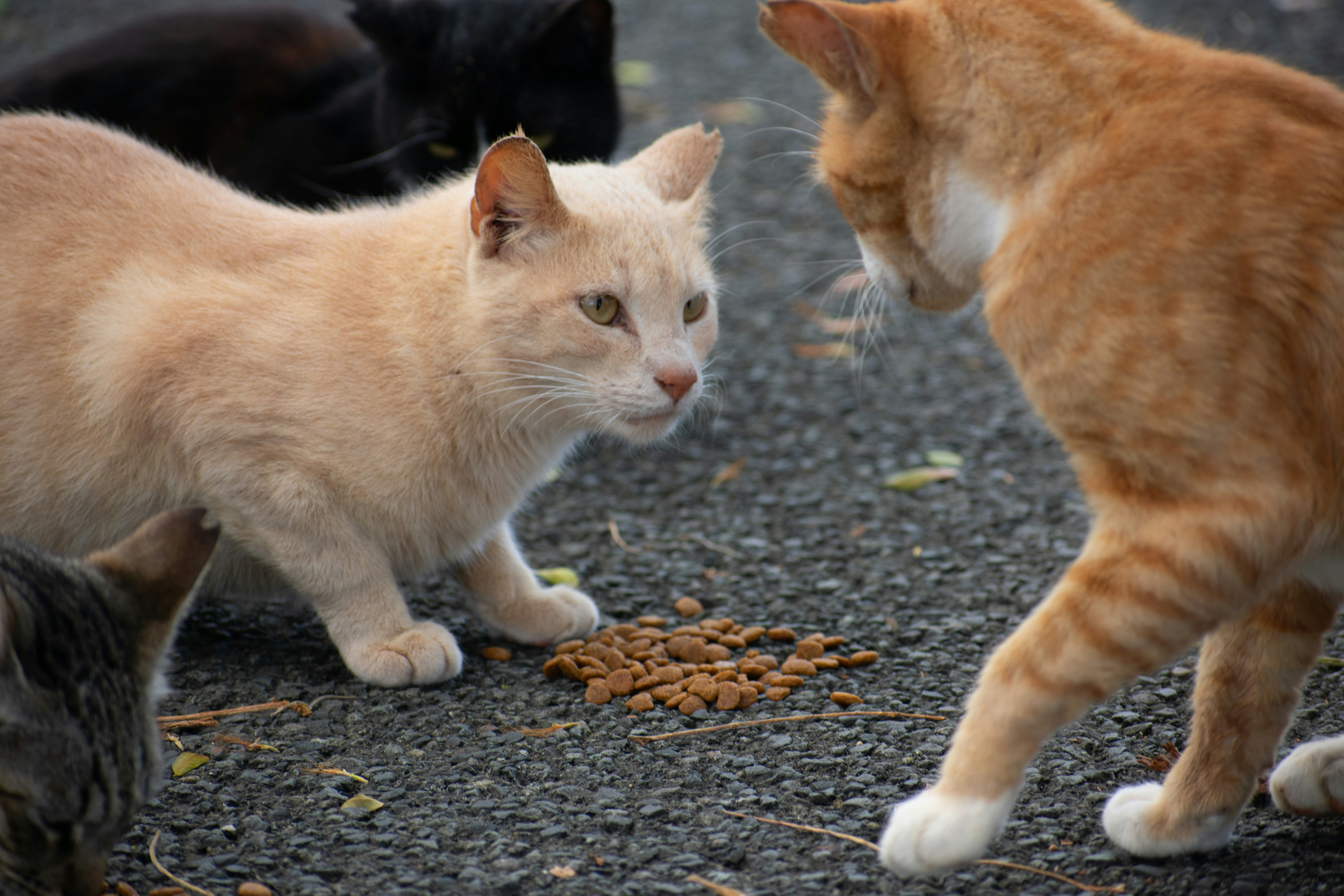 Cat eating from a ceramic bowl with healthy cat food