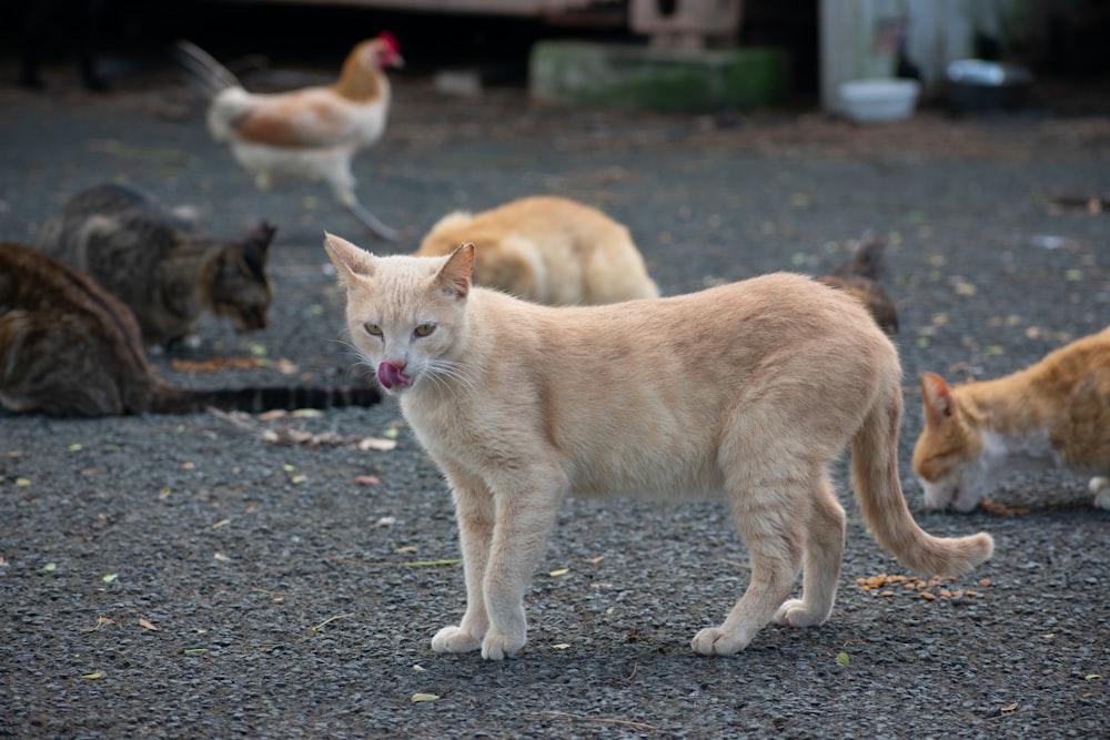 orange tabby cat walking on gray asphalt road during daytime