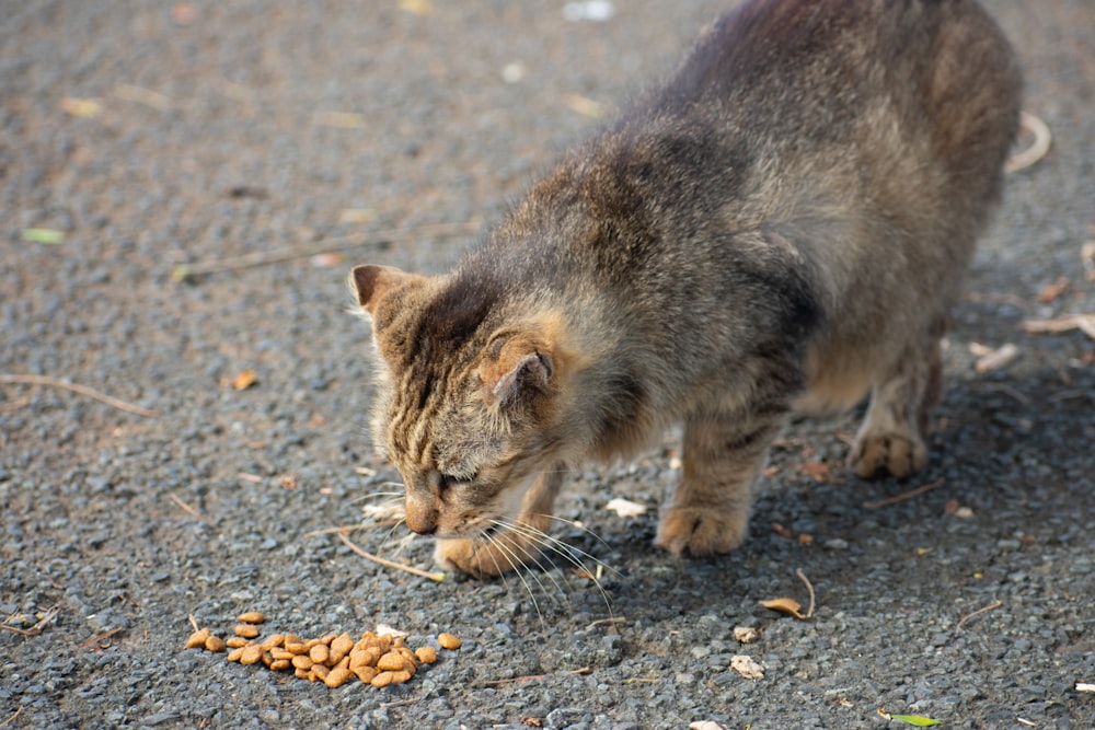 brown tabby cat on gray concrete floor