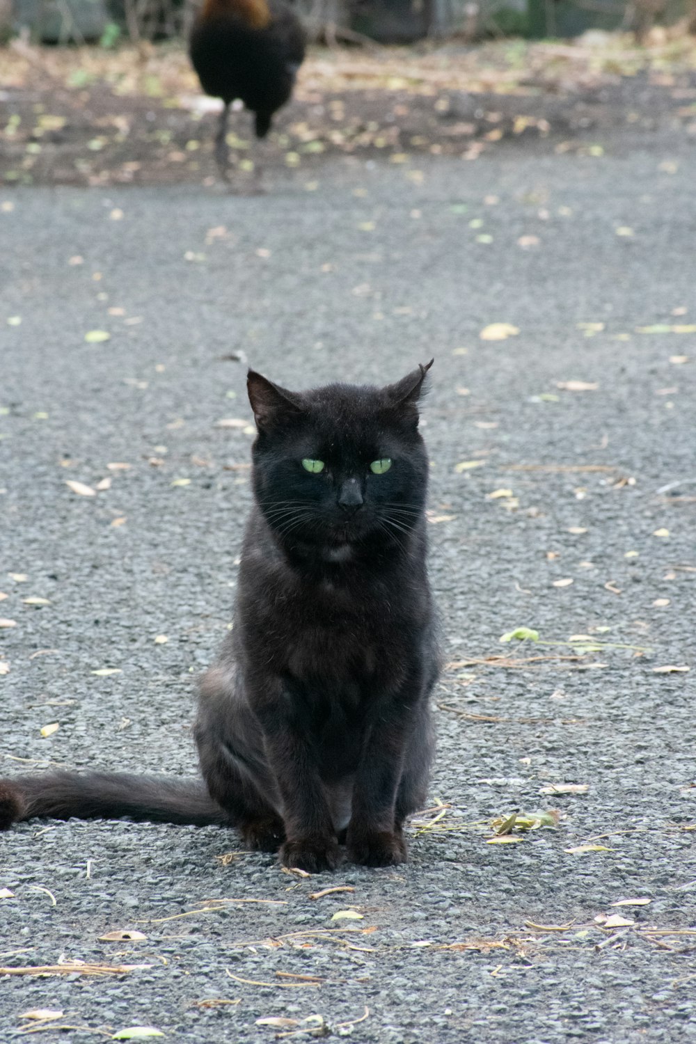 black cat on gray asphalt road during daytime