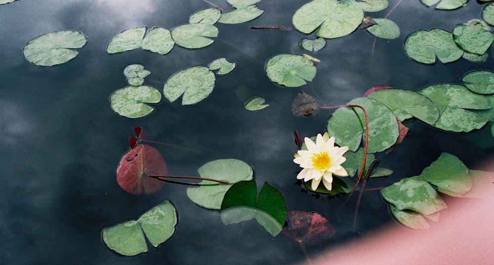 white and yellow water lily on water
