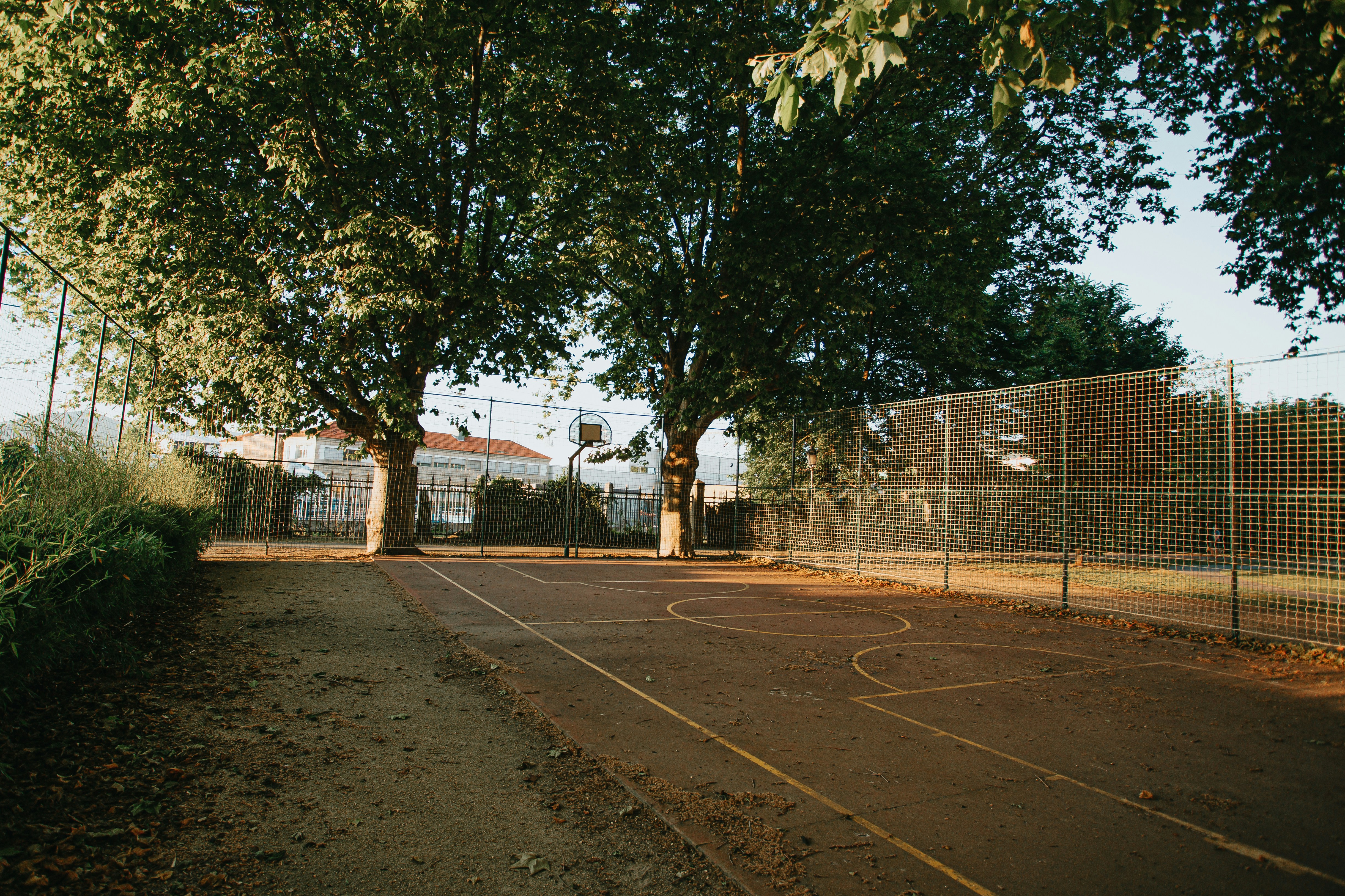 green trees beside gray metal fence