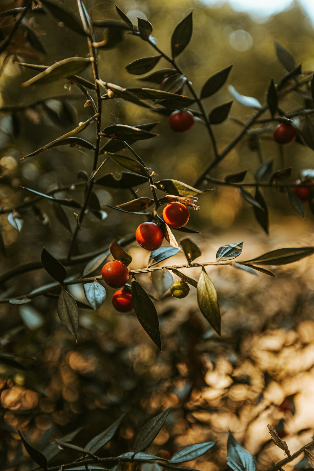 red round fruits on tree during daytime