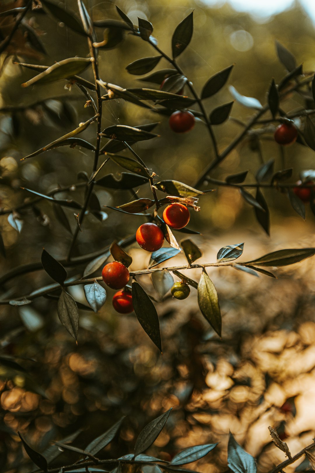 red round fruits on tree during daytime