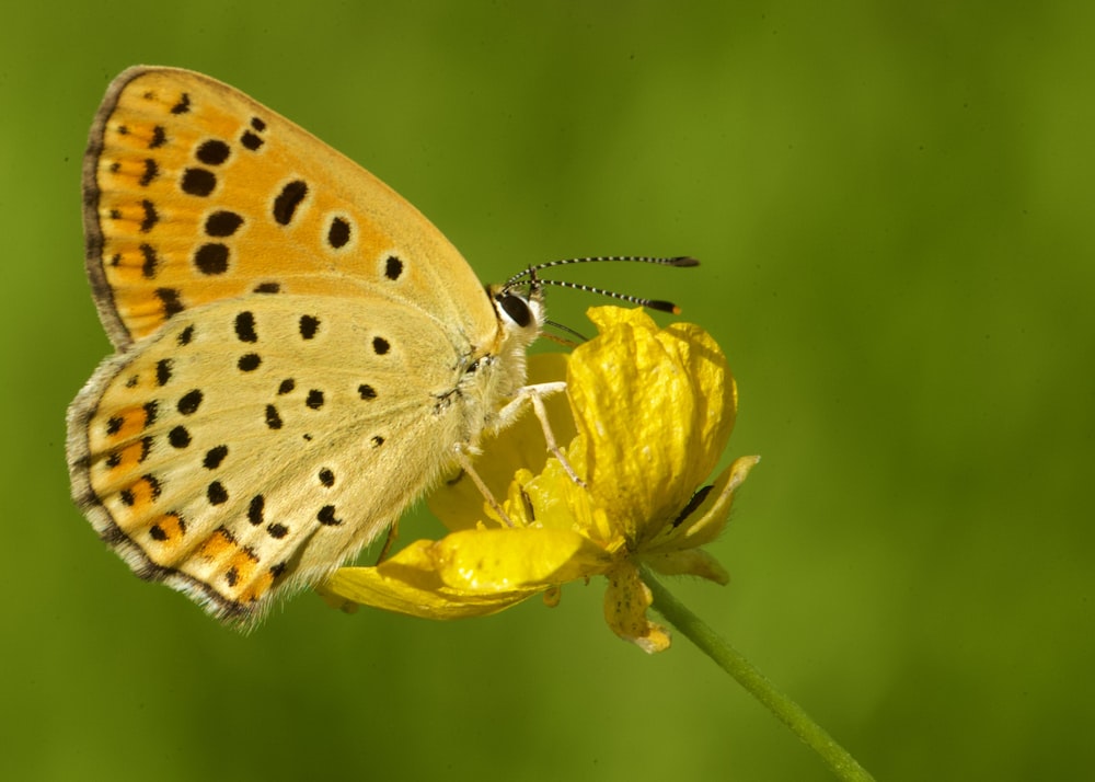 brown and white butterfly perched on yellow flower in close up photography during daytime