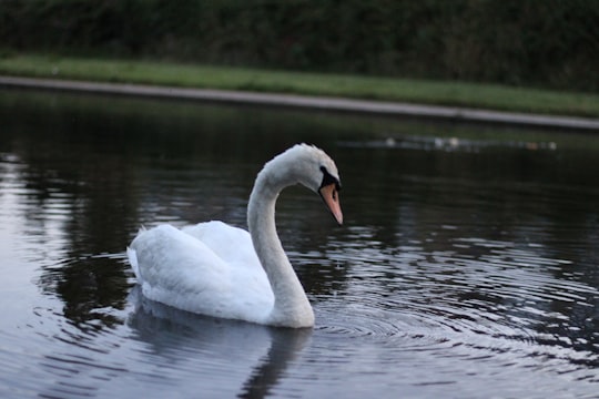 white swan on water during daytime in Penzance United Kingdom