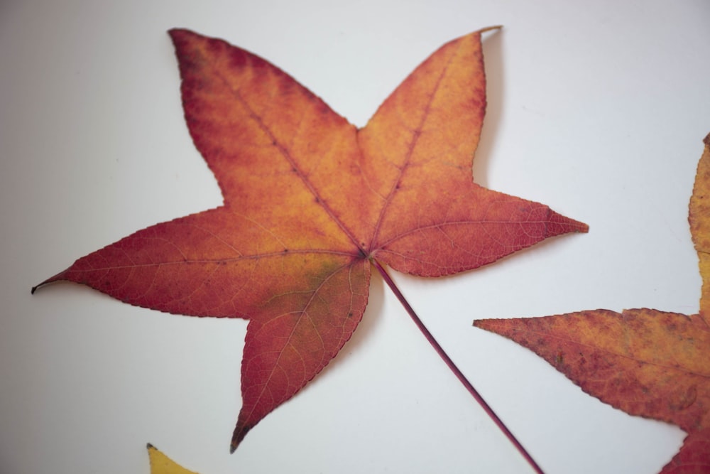 red maple leaf on white surface