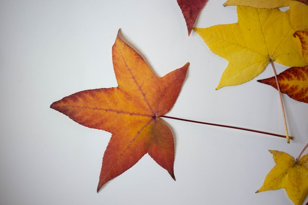 brown maple leaf on white surface