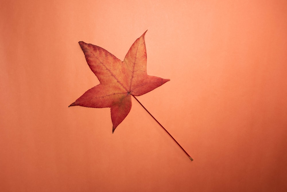 brown leaf on orange textile