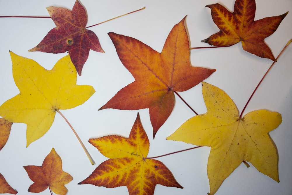 yellow and brown maple leaves