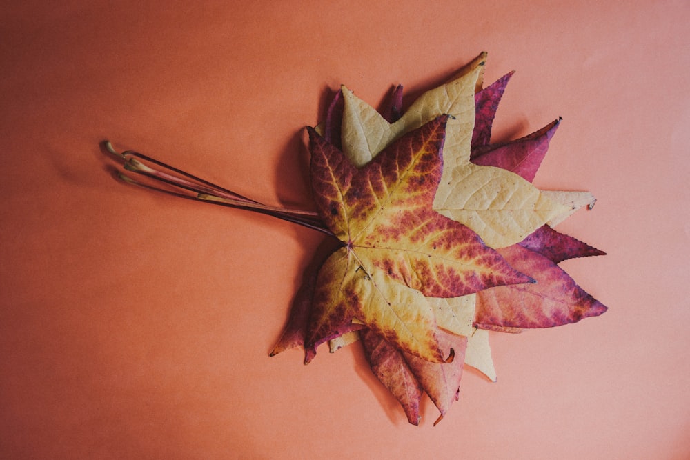 red and green maple leaf