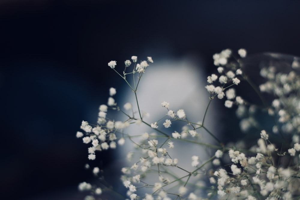 white flowers in tilt shift lens