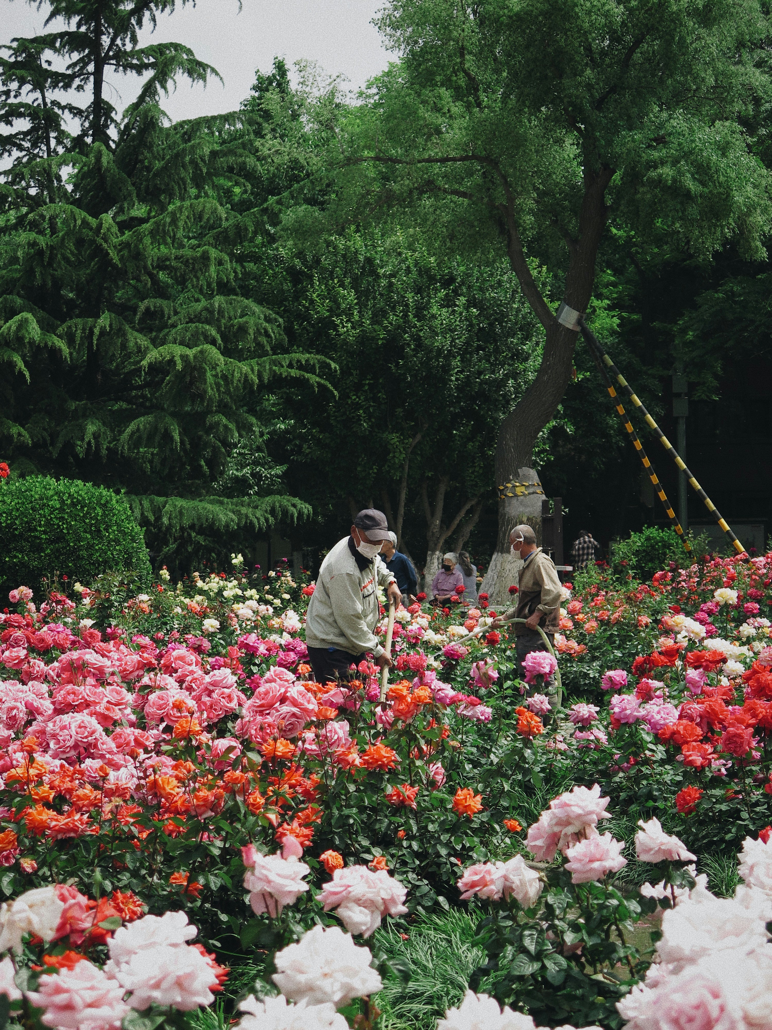 man and woman standing near green trees during daytime