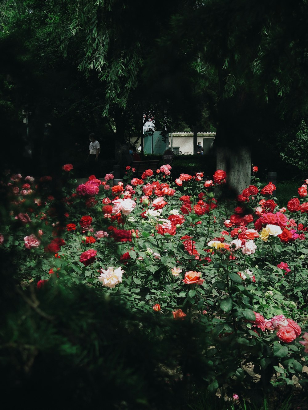 red and white flowers near green trees during daytime