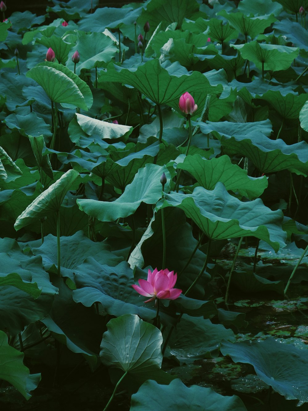 pink flower with green leaves