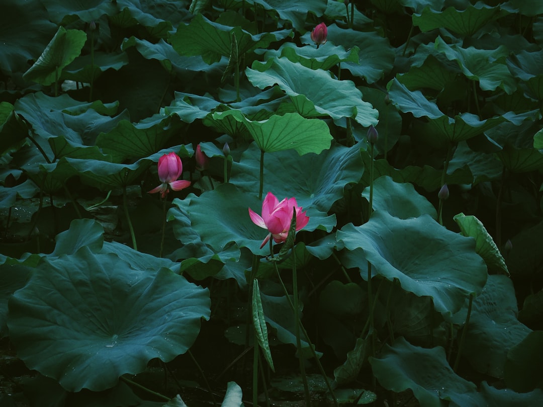 pink flower with green leaves