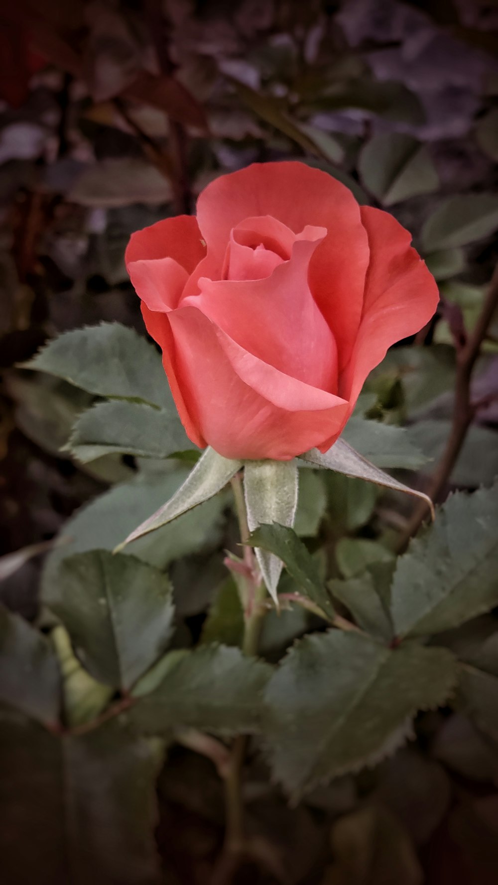 pink rose in bloom during daytime