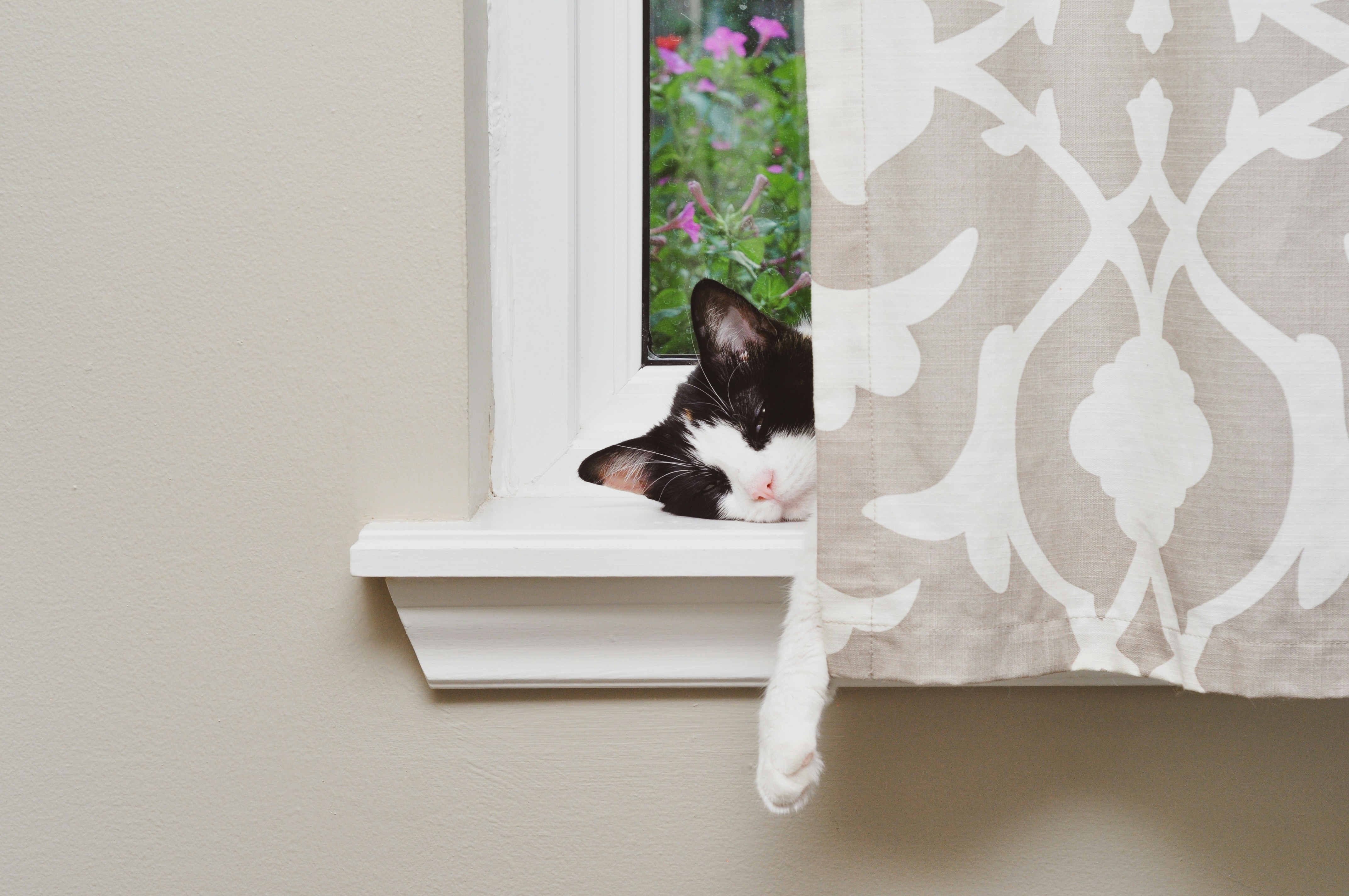 white and black cat on window